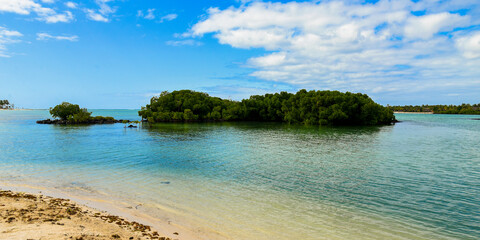 mangrove on mauritius island