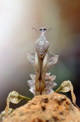 Idolomantis diabolica portrait macro 