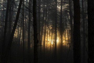 Sun is shining through the trees on a dark misty morning