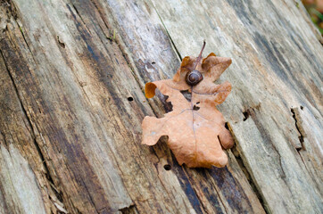 Brown nail on brown lead laying on brown trunk