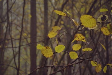 dream forest shrouded in thick fog. colored beech leaves in the autumn season