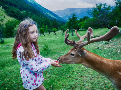 Girl feeding a deer in a meadow, Italy