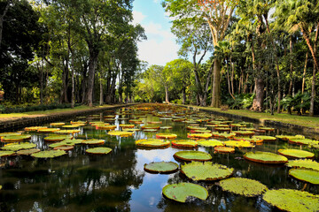 botanic garden of pamplemousse on mauritius