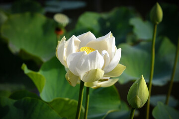 botanic garden of pamplemousse on mauritius
