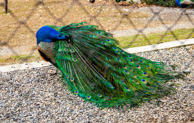 Obraz premium peacock with feathers