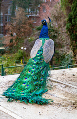 Obraz premium peacock with feathers