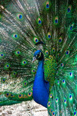 Plakat peacock with feathers