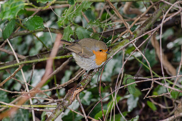 European robin on a branch