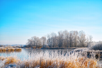 Panorama Lake, winter forest and dry grass in the frost. Blu sky over the forest