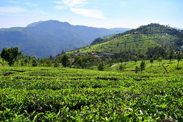 Tea garden Ooty