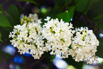 White lilac flowers on a Bush in garden