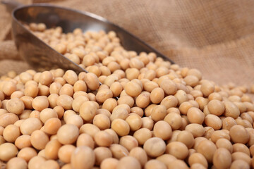 Soya bean in metal scoop on jute yarn fabric background