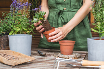 Woman gardeners transplanting jade plant in plastic pots on wooden table. Concept of home garden. Spring time. Taking care of home plants