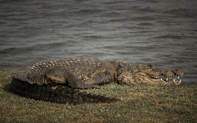 reptil carnivoro escamoso descansando en un banco de arena