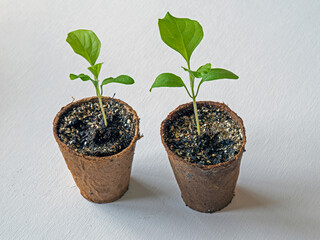Two aubergine seedlings, variety Hansel, growing in fibre pots on a white background