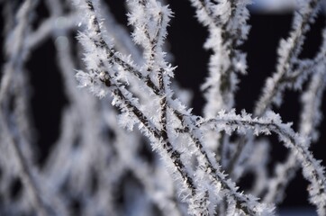 Crystal frost on the branches Winter landscape. White hoarfrost covered branches of tree 
