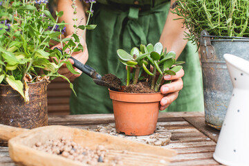 Woman gardeners transplanting jade plant in plastic pots on wooden table. Concept of home garden....