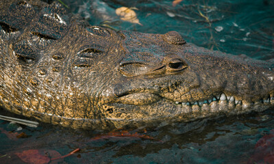 reptil carnivoro escamoso descansando en un banco de arena