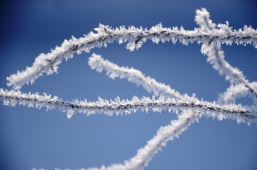 Detailed Crystal frost on the branches Winter landscape. White hoarfrost covered branches of tree...