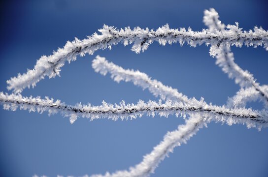 Detailed Crystal frost on the branches Winter landscape. White hoarfrost covered branches of tree on a background of blue sky.  
