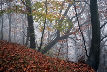 Fototapeta premium dream forest shrouded in thick fog. colored beech leaves in the autumn season