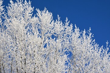 Snow covered branches of tree on a background of blue sky. Winter landscape hoarfrost branches