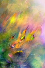 Obraz na płótnie Canvas Amazing colorfull moss macro