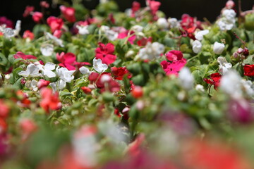 Fototapeta premium flowers in the garden