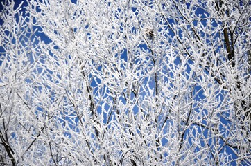 Snow covered branches of tree on a background of blue sky. Winter landscape hoarfrost branches
