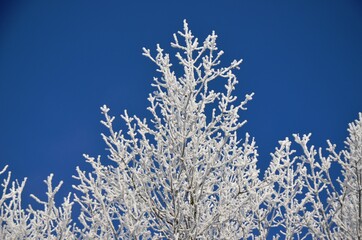 Snow covered branches of tree on a background of blue sky. Winter landscape hoarfrost branches