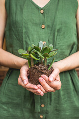 Woman gardeners transplanting jade plant, holding in hands ground with plant. Concept of home garden. Spring time. Taking care of home plants