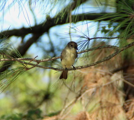 Little Bird Perched in a Pine.