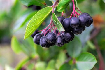 Ripe chokeberry on branch closeup. Summer sunny day (Aronia melanocarpa)