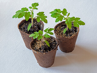 Three tomato seedlings, variety Red Robin, growing in fibre pots on a white background