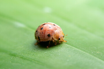The ladybug is walking on a green branch in the garden. Close up of the Red insects are walking on green leaves.