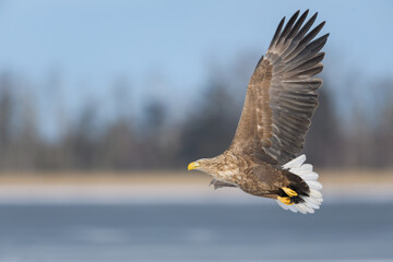 冬のオジロワシ