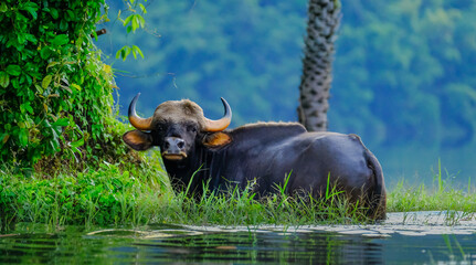 Wasserbüffel im Teich