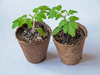 Two tomato seedlings, variety House, growing in fibre pots on a white background