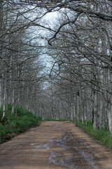 Akfadou forest in Bejaia, Algeria, a Forest of oak and beech