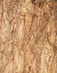 Brown oak bark texture close up