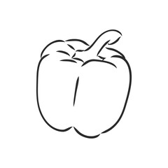 Sweet pepper. Vector hand drawn vegetables isolated on white background. bell pepper, vector sketch illustration