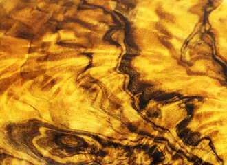 Olive tree texture close up