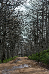 Fototapeta premium Akfadou forest in Bejaia, Algeria, a Forest of oak and beech