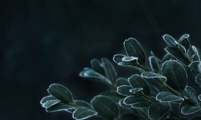 Dark green round leaves in frost.A branch of boxwood was covered with frost on a dark background....