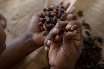 African worker selecting the best Cocao beans for production, Cocoa bean for making a Cocoa nibs...