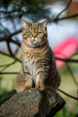 British Shorthair cat posing on the stone