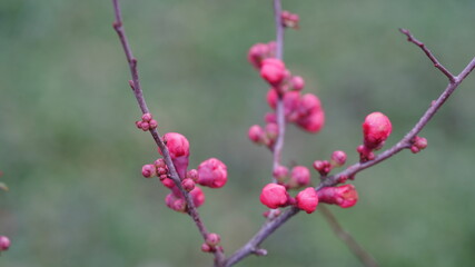 Fototapeta na wymiar Blume, Winter, kalt, pink