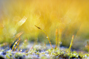 Amazing colorfull moss macro