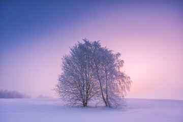 Winter landscape with fog ant two trees. Warm cold sunrise landscape