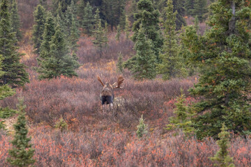 Alaska Yukon Bull Moose in Autumn